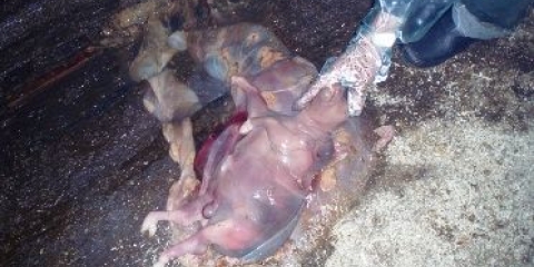 Krava ima pobačaj: šta učiniti